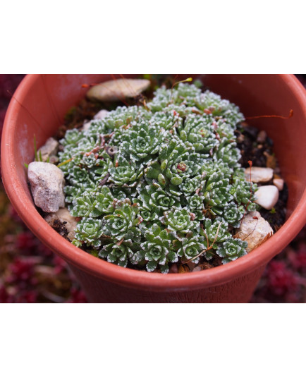 Saxifraga paniculata 'Minutifolia' - Saxifrage