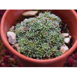 Saxifraga paniculata 'Minutifolia' - Saxifrage