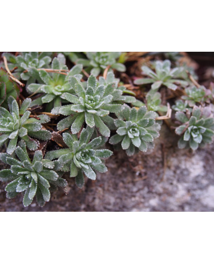 Saxifraga paniculata 'Dr Clay'