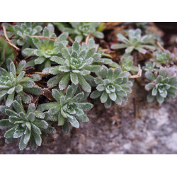 Saxifraga paniculata 'Dr Clay'