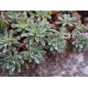 Saxifraga paniculata 'Dr Clay'