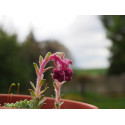 Saxifraga clarkei x 'Sidonia'