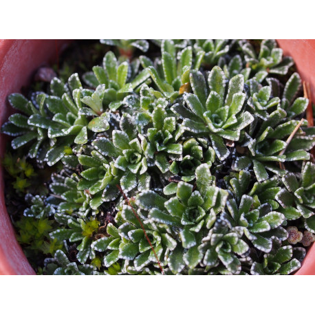 Saxifraga paniculata 'Venetia' - Saxifrage