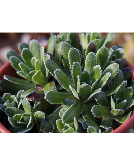 Saxifraga paniculata 'Red Dotted' - saxifrages