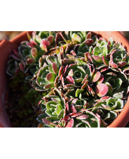 Saxifraga paniculata 'Atropurpurea'