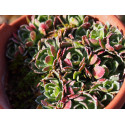 Saxifraga paniculata 'Atropurpurea'