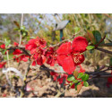 Chaenomeles speciosa 'Red Kimono'® - Cognassier du japon