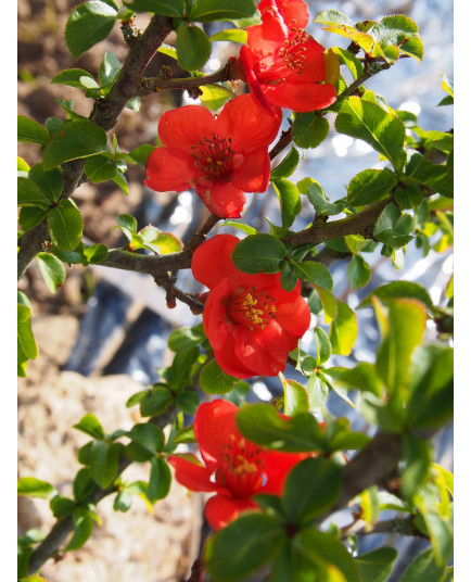 Chaenomeles speciosa 'Red Kimono'® - Cognassier du japon