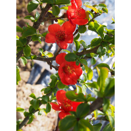 Chaenomeles speciosa 'Red Kimono'® - Cognassier du japon