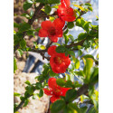 Chaenomeles speciosa 'Red Kimono'® - Cognassier du japon