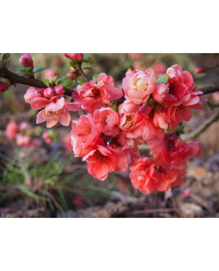 Chaenomeles speciosa 'Falconnet Charlet' - cognassier