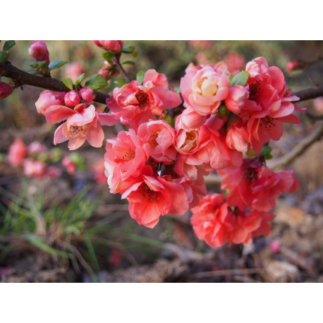 Chaenomeles speciosa 'Falconnet Charlet' - cognassier