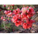 Chaenomeles speciosa 'Falconnet Charlet' - cognassier