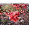 Chaenomeles speciosa 'Falconnet Charlet' - cognassier