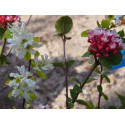 Viburnum carlesii 'Aurora' - Viorne