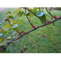 Rosa 'Opaline' - Rosaceae - Rosier