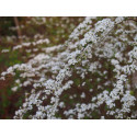 Spiraea arguta x - spirée blanche