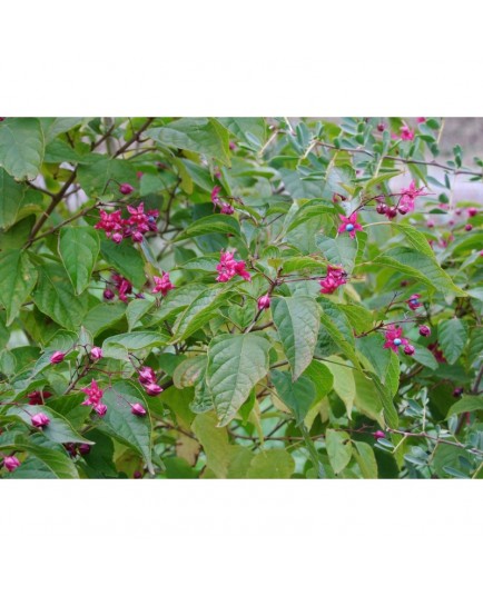 Clerodendrum trichotomum fargesii