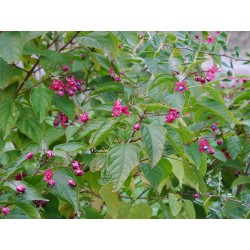 Clerodendrum trichotomum fargesii