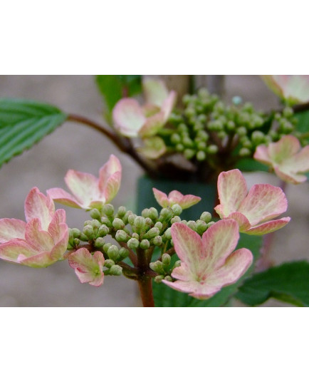 Viburnum plicatum 'Kilimandjaro Sunrise'® - viorne à plateaux