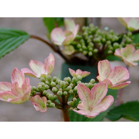 Viburnum plicatum 'Kilimandjaro Sunrise'® - viorne à plateaux