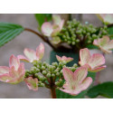 Viburnum plicatum 'Kilimandjaro Sunrise'® - viorne à plateaux