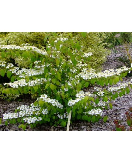 Viburnum plicatum 'Kilimandjaro' - Viorne du japon, viorne à plateaux