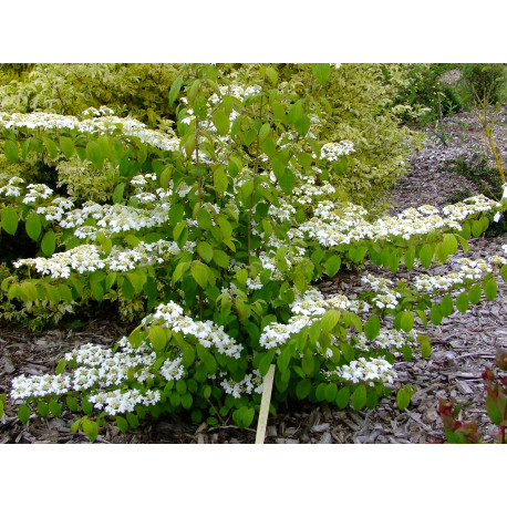 Viburnum plicatum 'Kilimandjaro' - Viorne du japon, viorne à plateaux