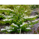 Viburnum plicatum 'Kilimandjaro' - Viorne du japon, viorne à plateaux