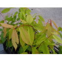 Acer carpinifolium