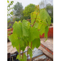 Acer spicatum