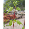 Acer spicatum