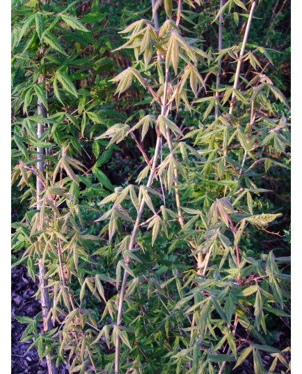 Acer trilorum