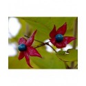 Clerodendrum trichotomum fargesii