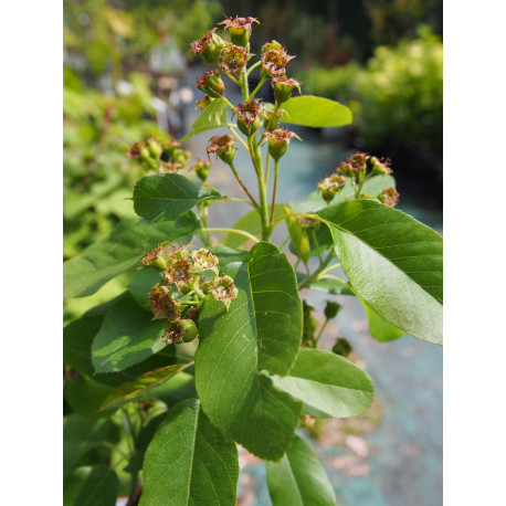 Amelanchier alnifolia 'Saskatoon Berry'