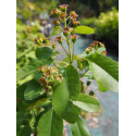 Amelanchier alnifolia 'Saskatoon Berry'