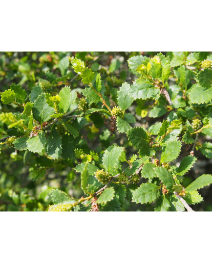 Betula humilis