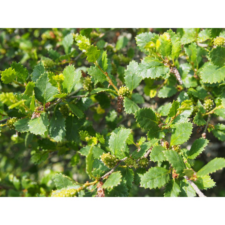 Betula humilis