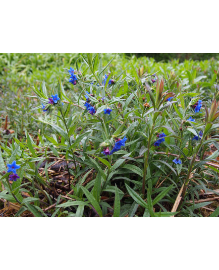 Buglossoides purpureocaerulea