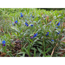 Buglossoides purpurocaerulea