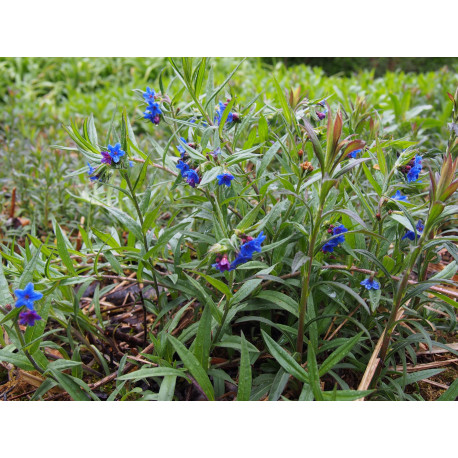 Buglossoides purpureocaerulea