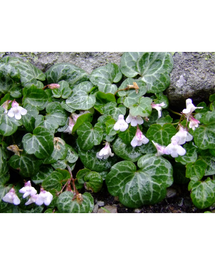 Cymbalaria hepaticifolia