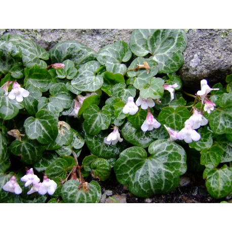 Cymbalaria hepaticifolia