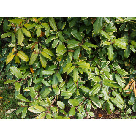 Elaeagnus pungens 'Variegata'