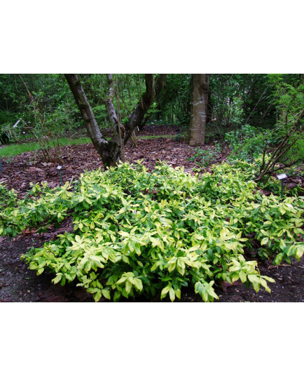 Euonymus fortunei 'Gold Tip'