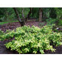 Euonymus fortunei 'Gold Tip'