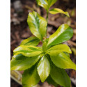 Euonymus fortunei 'Gold Tip'