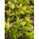 Euonymus fortunei 'Gold Tip'