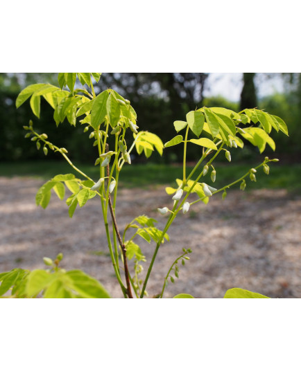 Indigofera decora 'Alba'