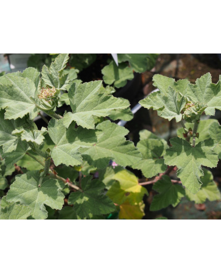 Lavatera x clementii ' Silver Barnsley'